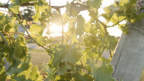 vineyard close up footage of grape vines with vines and branches