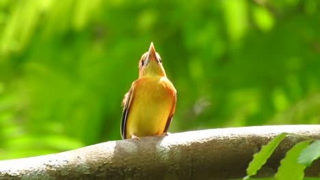 Ein-Kleiner-Orange-gelber-Vogel-Namens-Rotrücken-Eisvogel-Oder-Ceyx-Rufidorsa,-Der-Auf-Einem-Ast-Thront,-Den-Kopf-Nach-Oben-Geneigt-Und-Dann-Den-Körper-Nach-Hinten-Gedreht-Hat