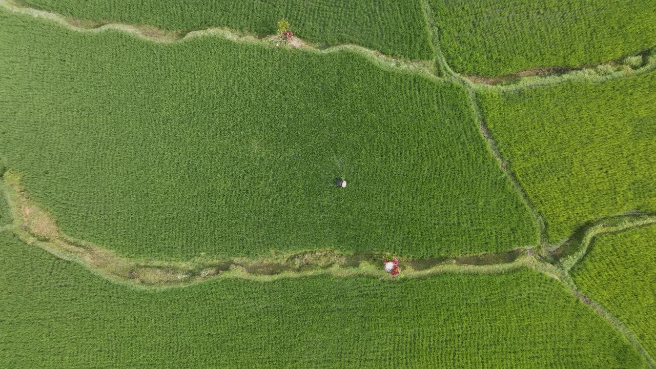 High top-Down 4K drone shot over unrecognizable traditional Balinese farmer amidst flooded green rice fields in Sidemen, Bali. Balinese rural life from above.