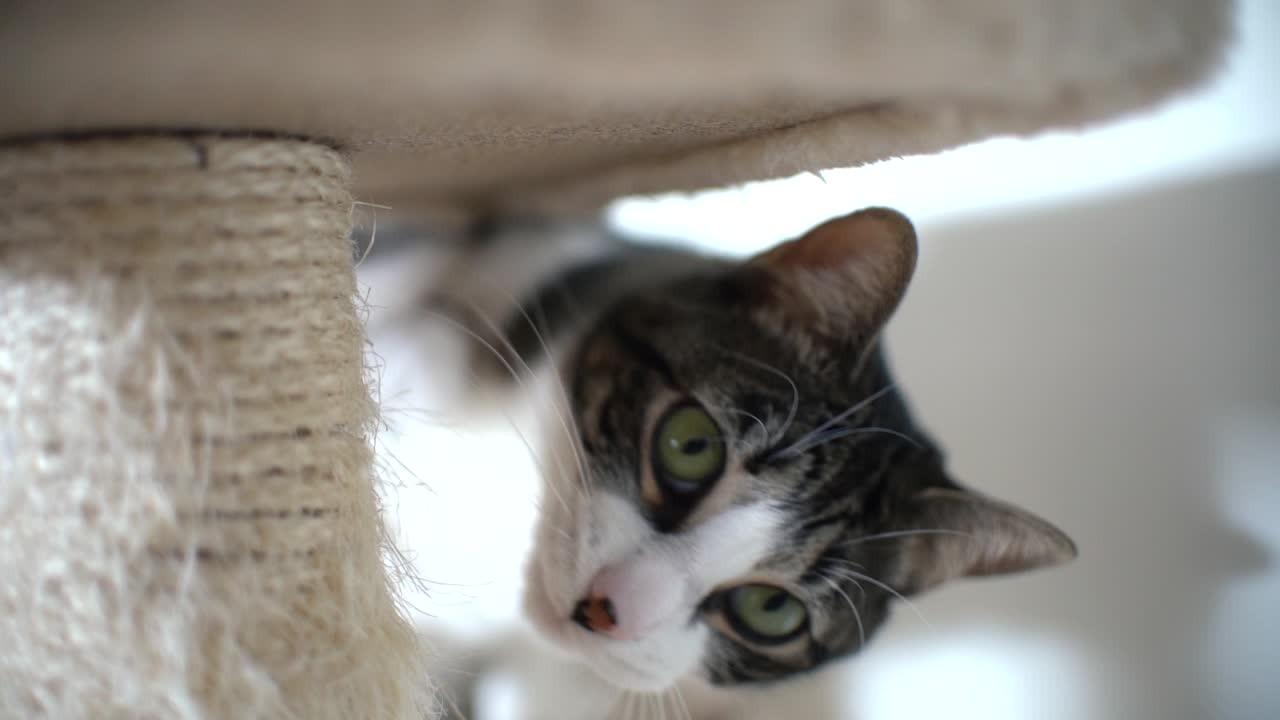 когтеточка для кошек, играющая дома с ковром маленькое дерево для кошек, основание в форме лапы, подвесная игрушка-мяч для кошек и котят