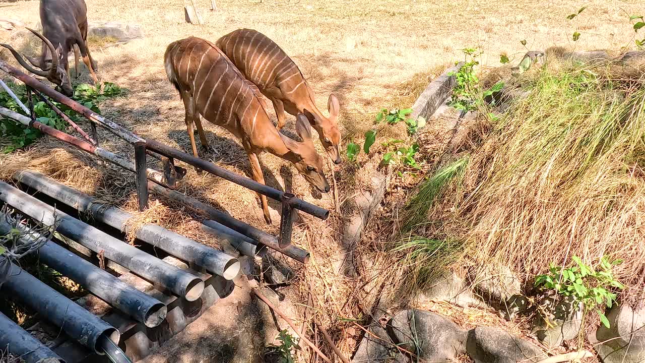 나무 다리 를 항해 하는 니알라 안로프
