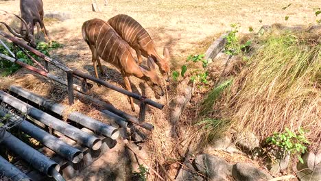 nyala antelopes navigating a wooden bridge