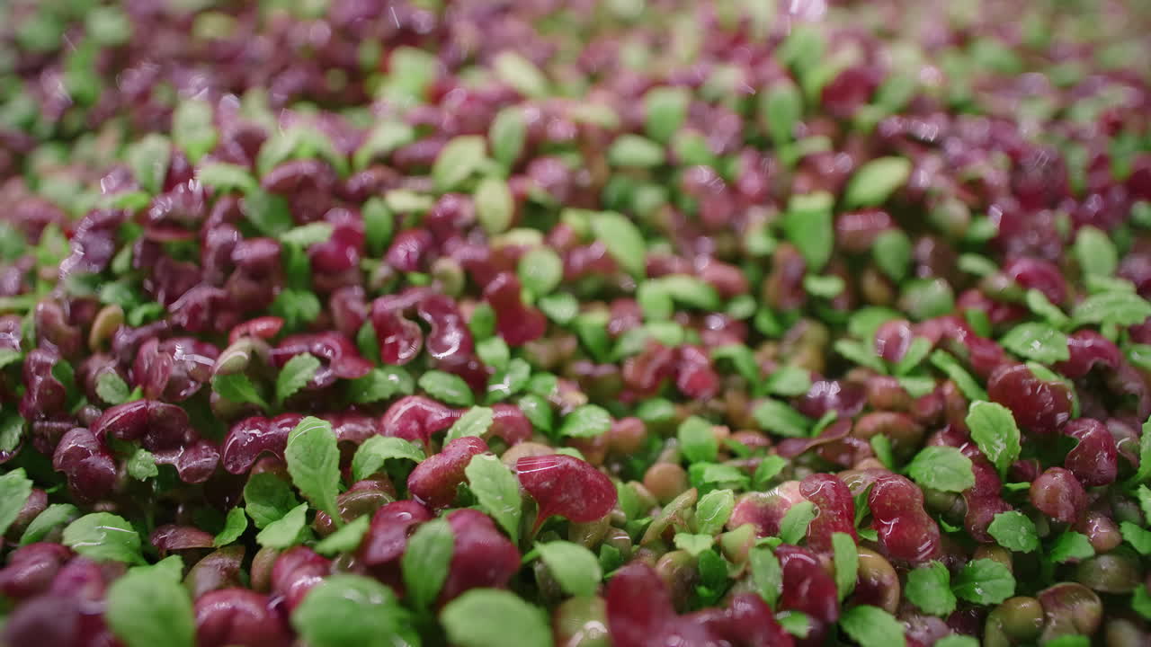 primer plano del cultivo de microgreens