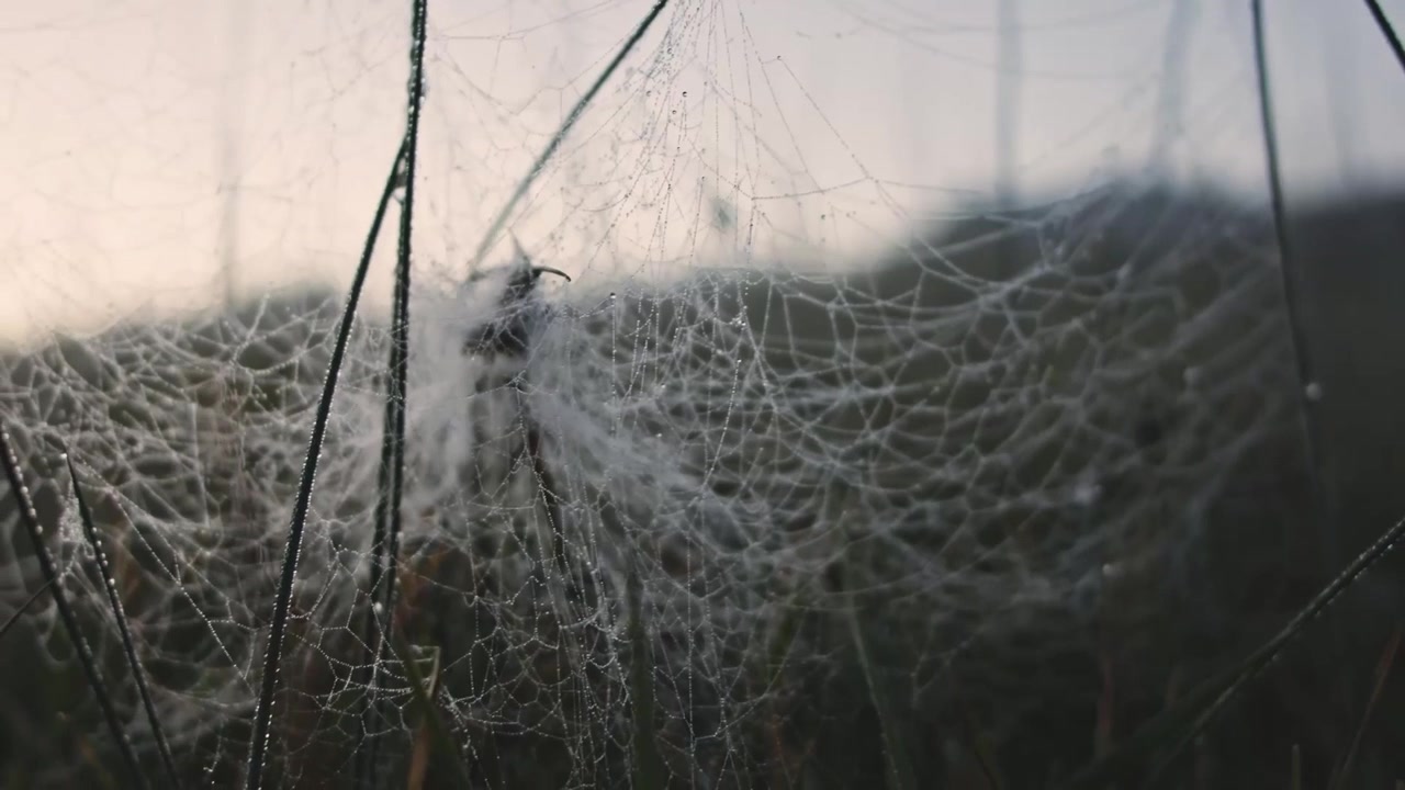 Ragnatela in autunno con l'alba