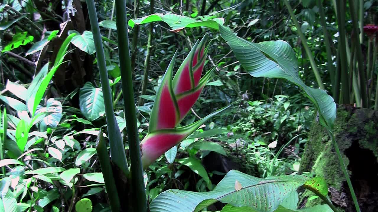 Primo piano di una pianta di heliconia rosa