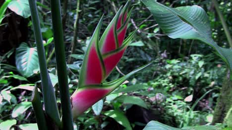 closeup of a pink heliconia plant