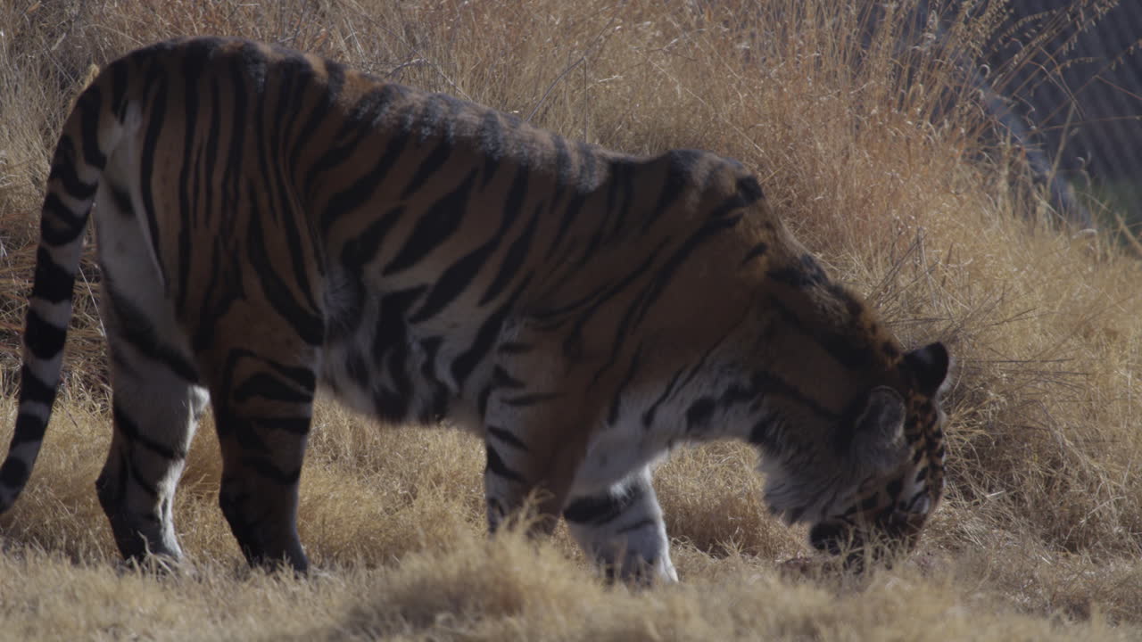 동물원 서식지에서 자신의 먹이를 먹는 호랑이
