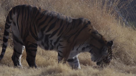 tigre comiendo su presa en el hábitat del zoológico