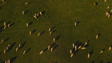 Hiperlapso-Aéreo-Sobre-Una-Oveja-Que-Se-Escucha-Regresar-Al-Establo-Al-Atardecer-4k