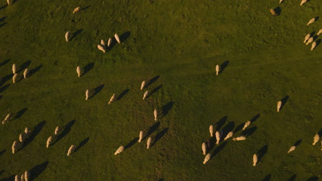 aerial hyperlapse over a sheep heard returning to the stable at the sunset 4k