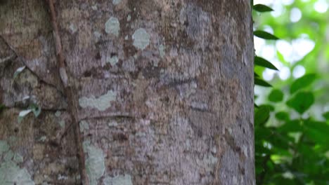 camera tilting up from the bottom of the trunk towards the blanford's flying dragons having a mating ritual, draco blanfordii, thailand