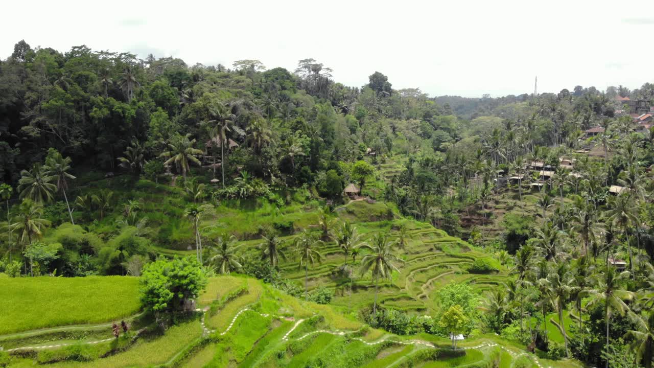 vista aérea de las terrazas de arroz de tegallalang y la exuberante selva en gianyar, bali, indonesia