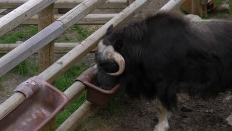 portrait of a bull musk ox feeding at the muskox centre in sweden muskox centre in sweden