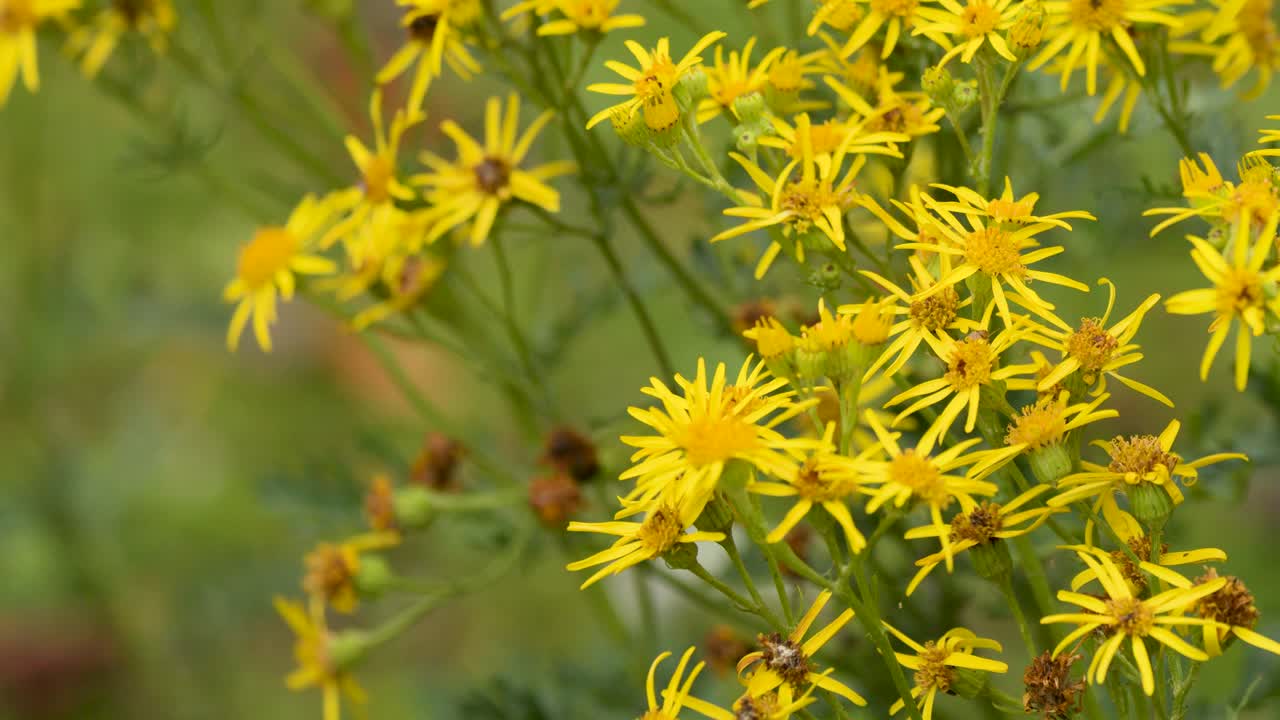 Close-up of yellow ragwort flowers gently moving in natural daylight, shallow depth of field