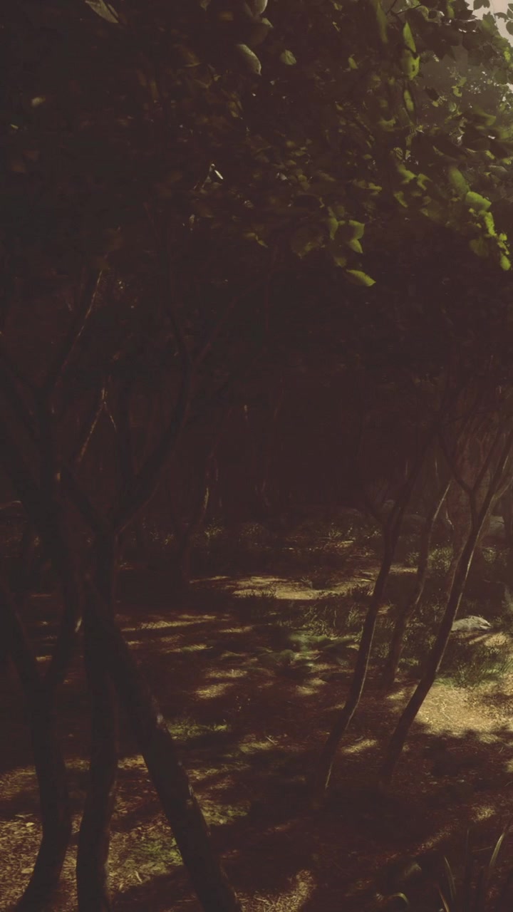 Path through trees in a forest during the early evening light hours