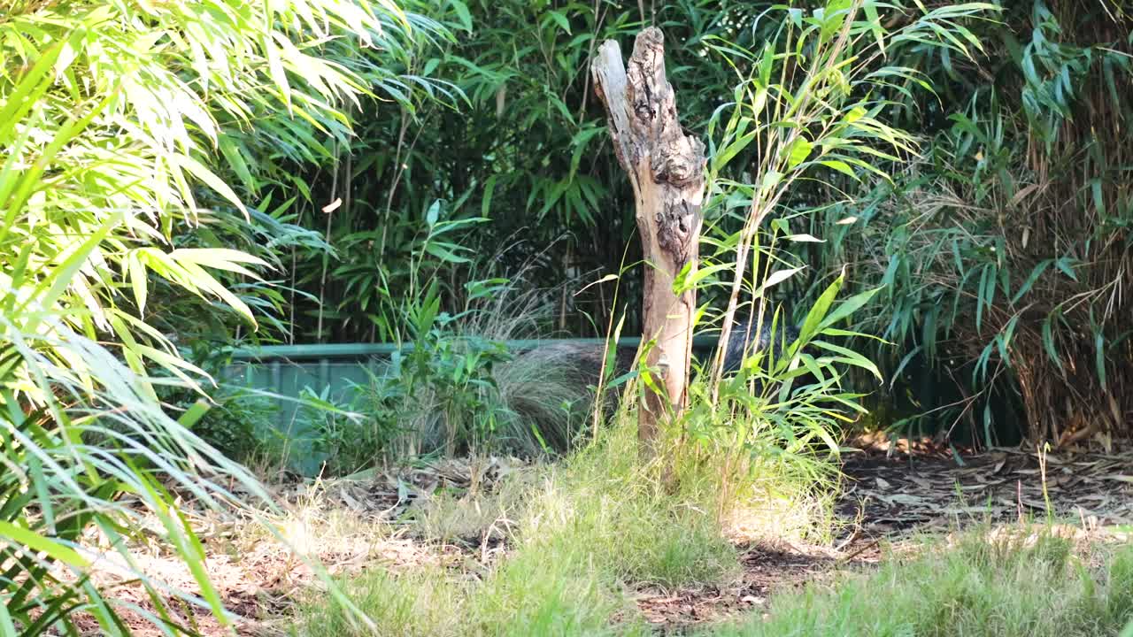 야생 돼지가 울창한 동물원 환경을 탐험하고 있습니다.