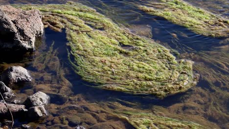 algae growing in stream heated by geothermic activity