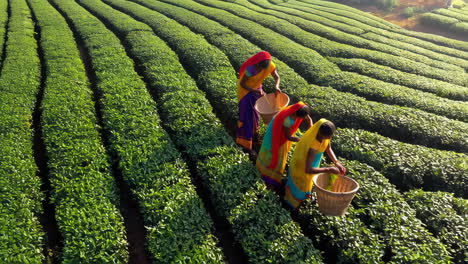 women picking tea leaves in a tea plantation