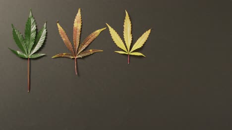 video of marijuana leaves on grey background