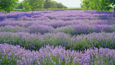 perspectiva personal de la vista de caminar en un campo con plantas de lavanda al amanecer.