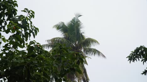 día lluvioso en la selva de la isla, selva tropical durante la llovizna ligera, mal tiempo, estática