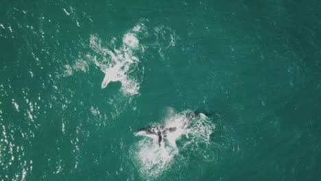 Toma-Aérea-De-La-Madre-Y-La-Cría-De-Ballenas-Jorobadas-Saltando