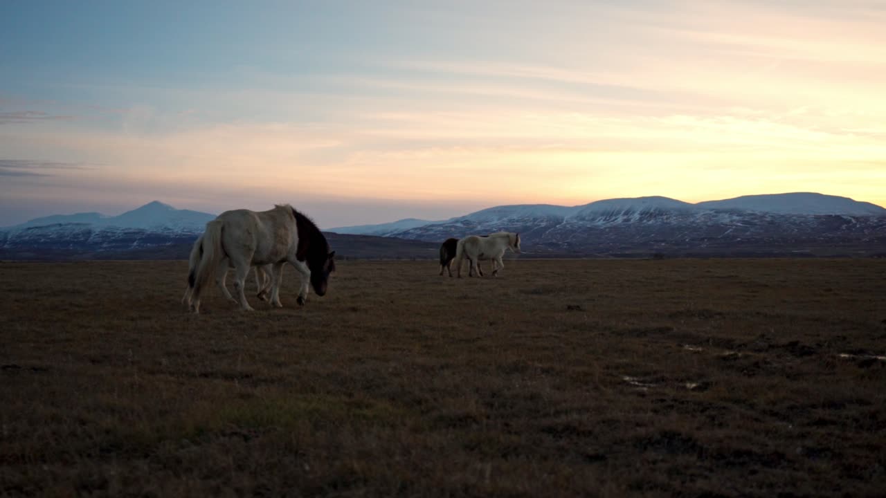 A group of iconic Icelandic horses with their thick manes and coats graze peacefully in a lush green field, bathed in the warm, soft glow of a sunset