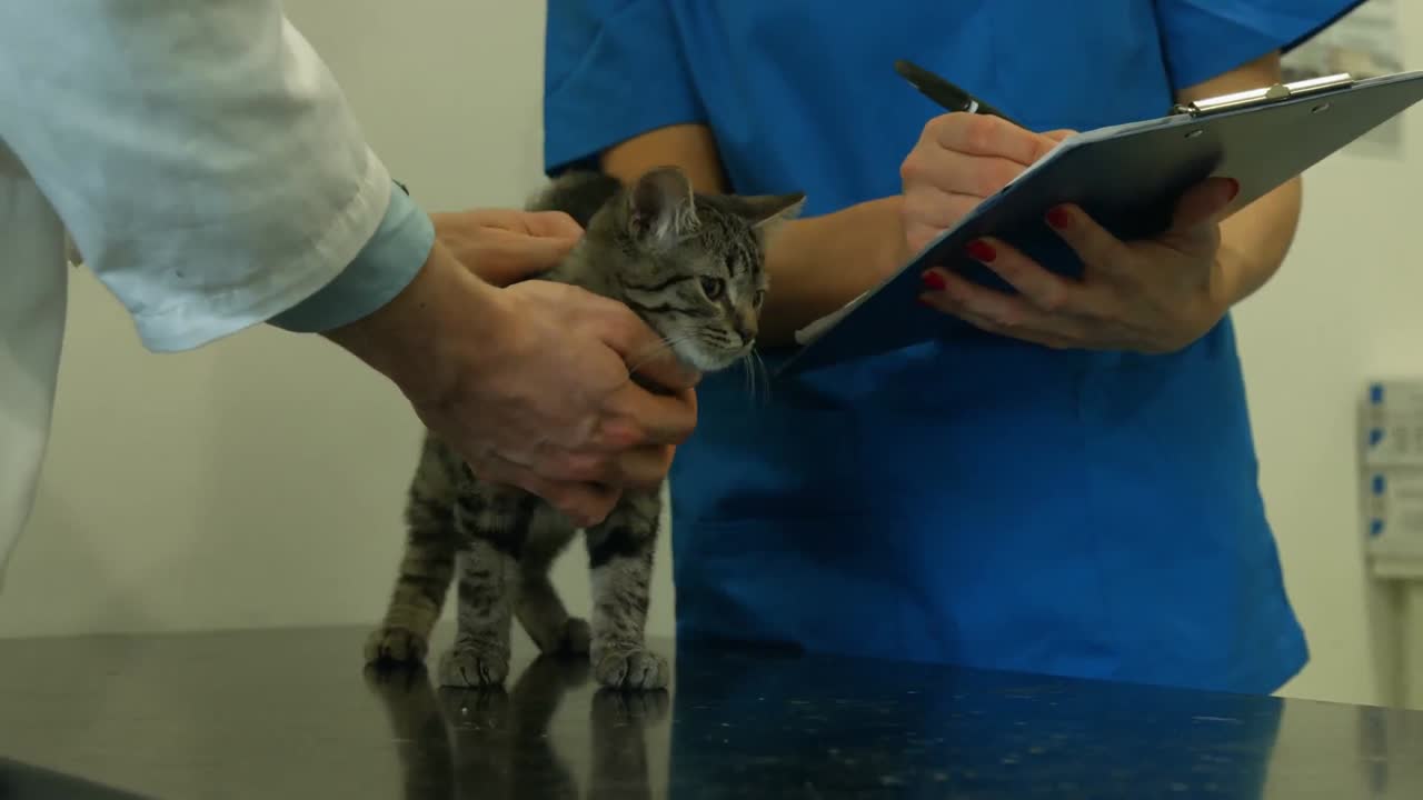獣医が診察室で子猫を診察している