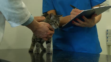 Veterinario-Examinando-Un-Gatito-En-Su-Oficina