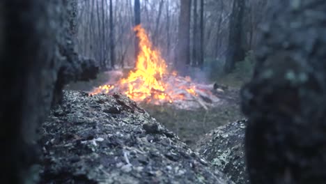 large fire or a bonfire burning with big flames, smoke and embers flying viewed from a far between two logs, while the focus changes from the logs to the fire. fire is in cold winter or autumn forest.