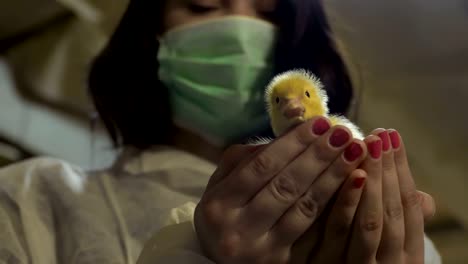 female raise duckling up in hands