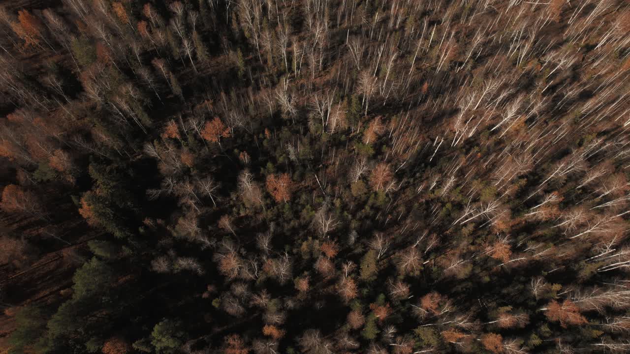 Top down drone footage of mixed conifer and birch forest in late autumn, with long shadows and textured canopy patterns in the Ural Mountains, Russia, natural background