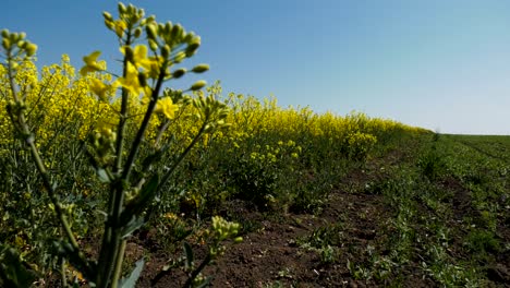 Feld-Mit-Raps-An-Einem-Sonnigen-Sommertag-Angebaut