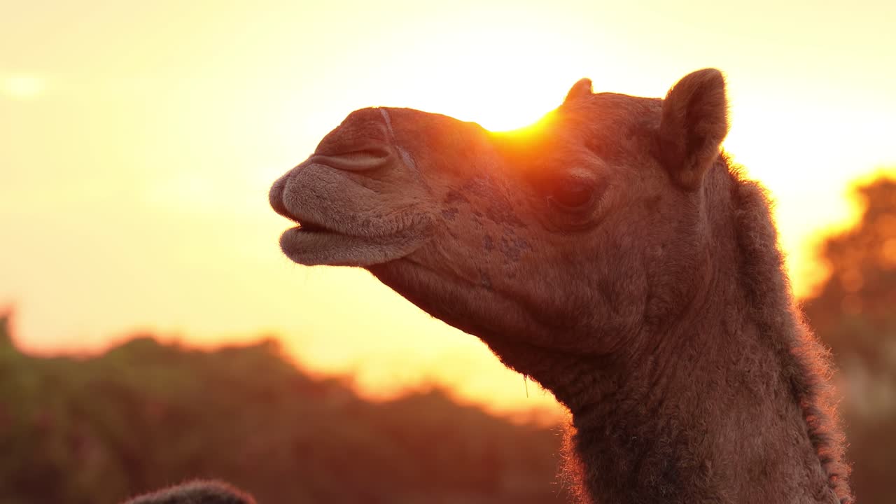 camellos en la feria de pushkar, también llamada feria de camellos de pushkar o localmente como kartik mela es una feria anual de varios días de ganado y cultural que se celebra en la ciudad de pushkar, rajasthan, india.