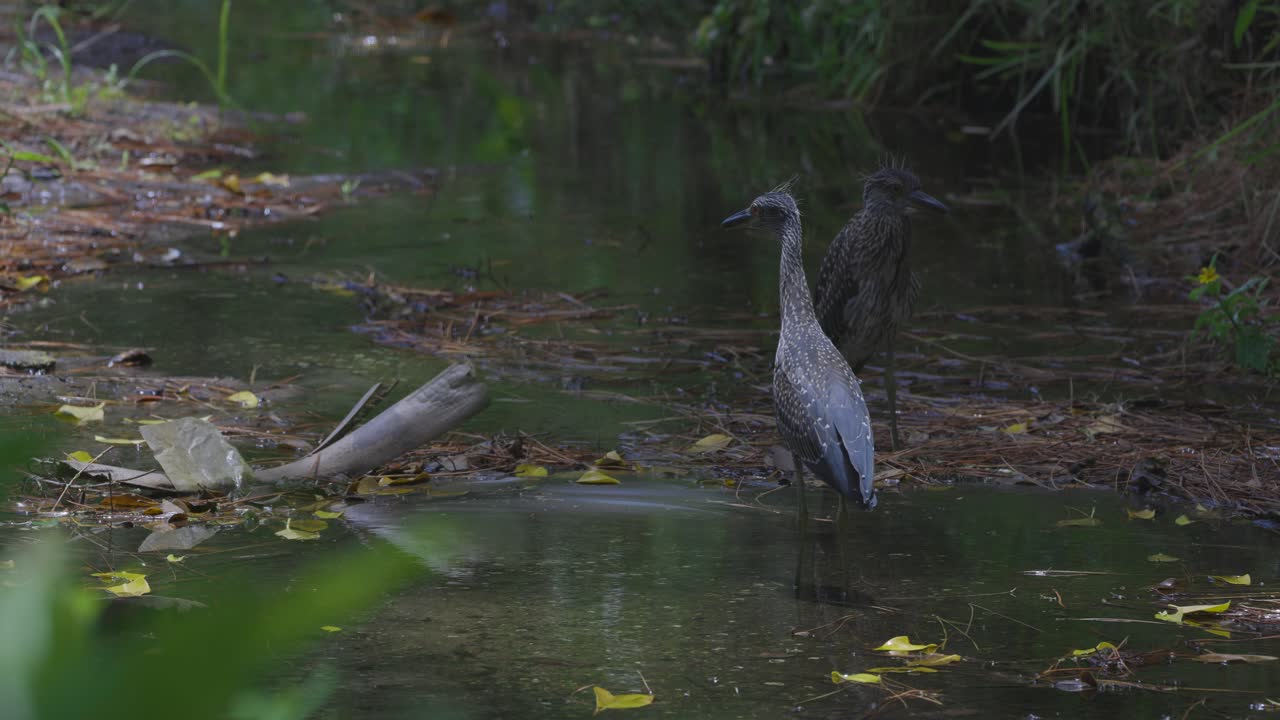Two herons stand alert in a quiet swamp, surrounded by murky water, fallen leaves, and dense foliage