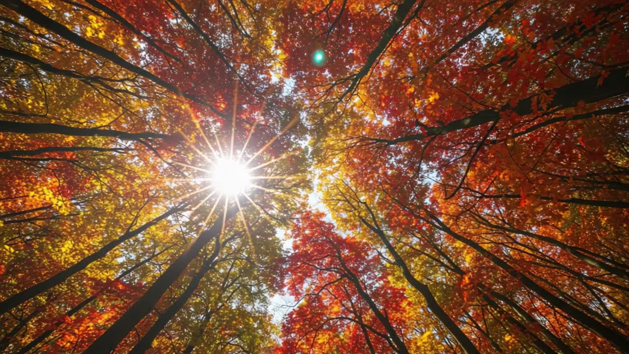 Captivating Autumn Canopy: A Vibrant Display of Golden and Red Leaves Illuminated by Sunlight Filtering Through the Treetops