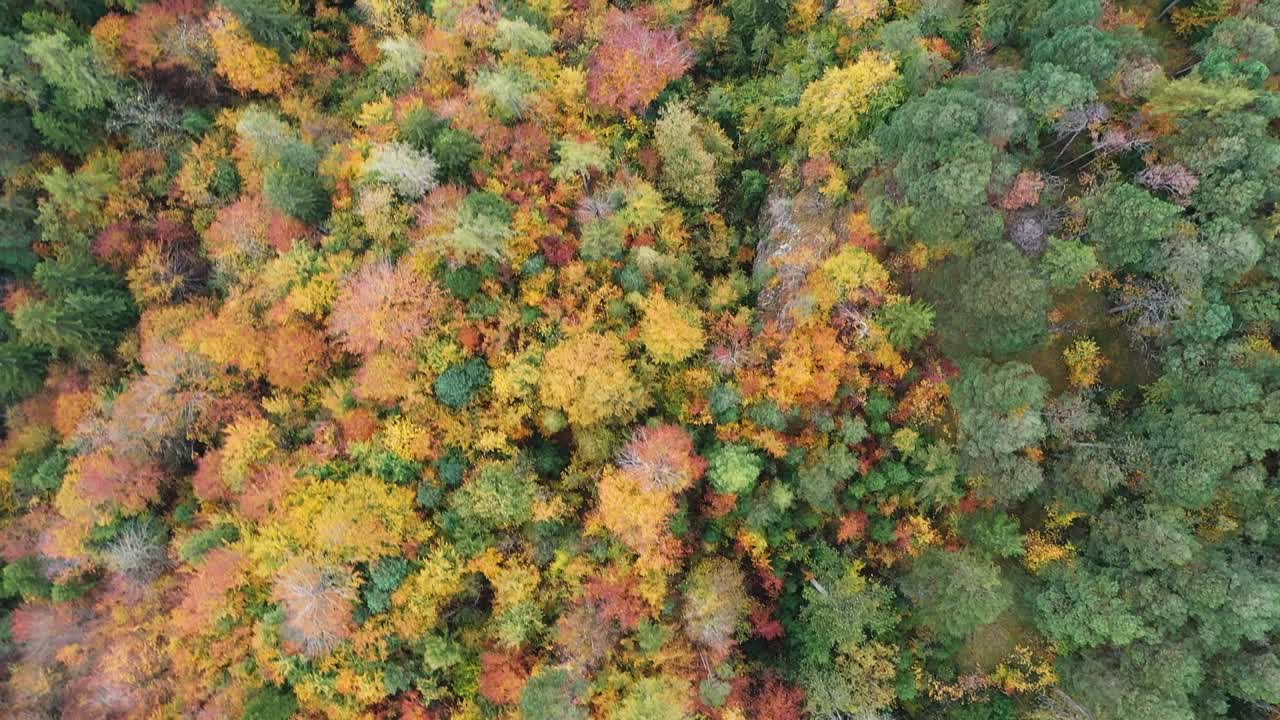 Drone View Above  Forest in Fall. Switzerland, Europe. Aerial Top View Over Colorful Countryside Autumn Forest. Fall Orange, Green, Yellow, Red Leaves Trees Woods