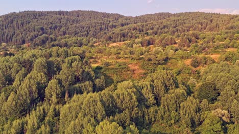 vuelo aéreo hacia los árboles verdes de la ladera en las montañas rhodope bulgaria