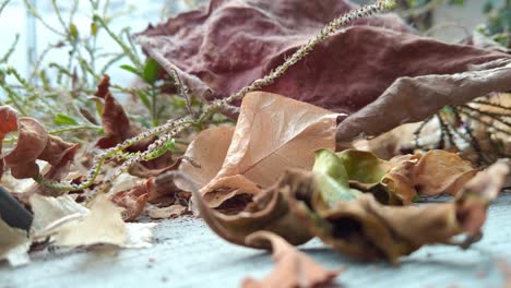 static shot of rotten leaves and plants during the day, outdoor, close up shot