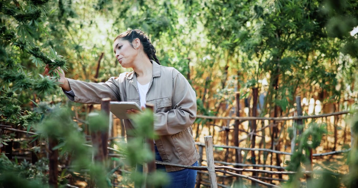 Agricoltrice che ispeziona piante di cannabis in un campo all'aperto