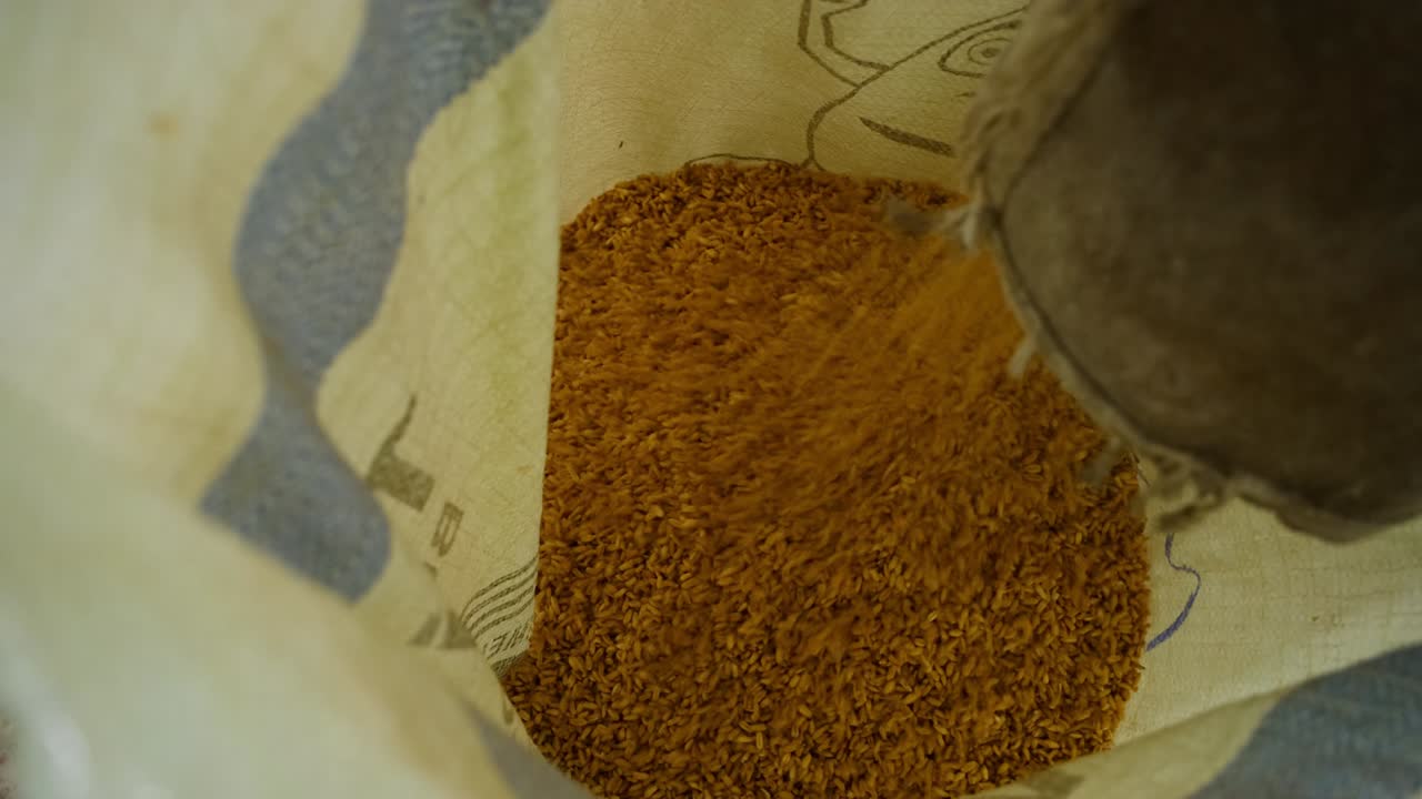 수확되고 말린 밀알은 가방으로 채워지고 밀가루 공장으로 가게 됩니다.