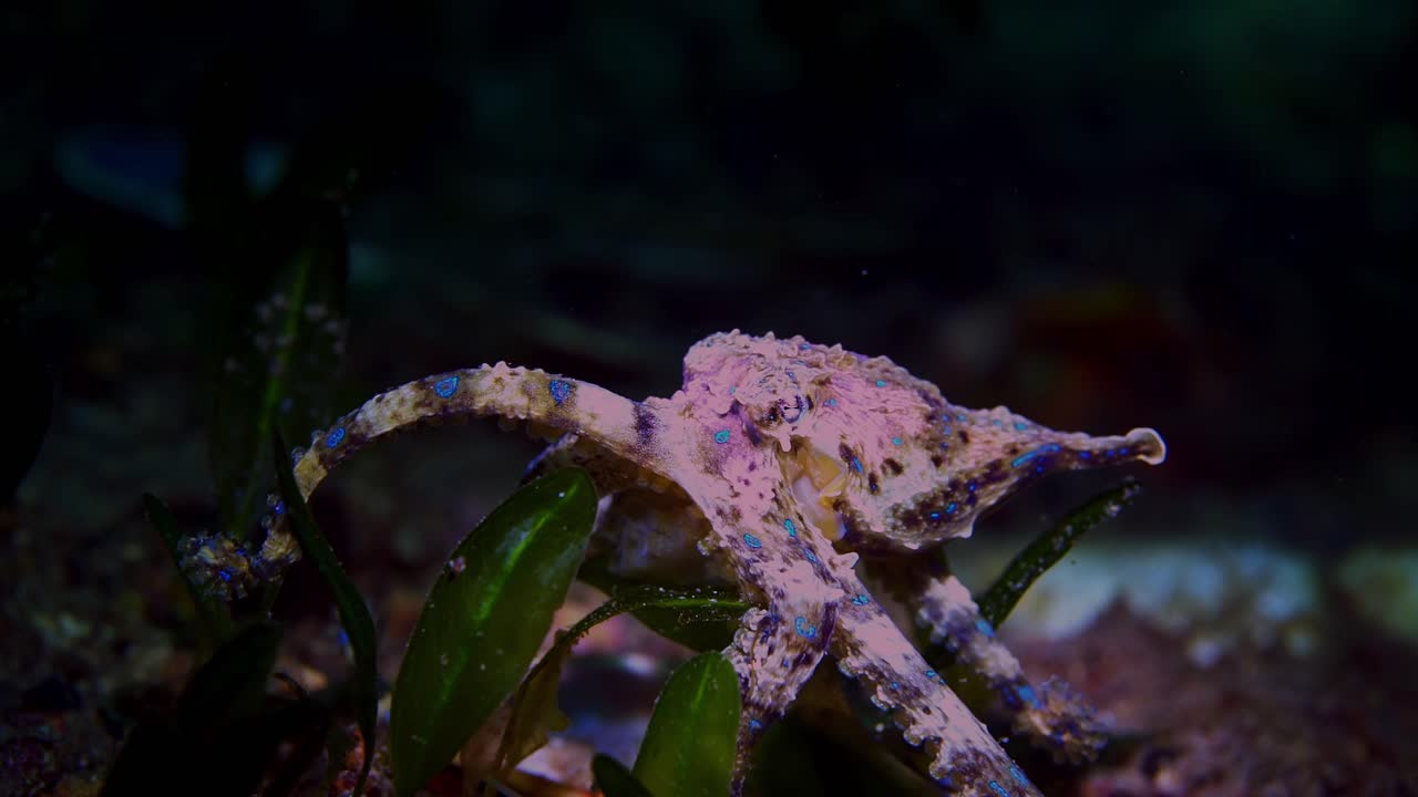 Southern Blue-Ringed Octopus Hapalochlaena maculosa 4k 25fps