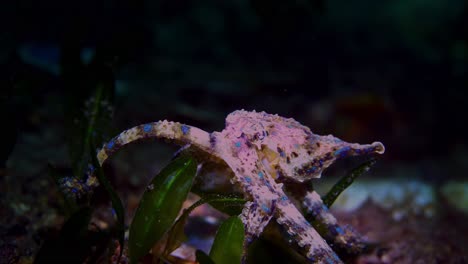 southern blue-ringed octopus hapalochlaena maculosa 4k 25fps