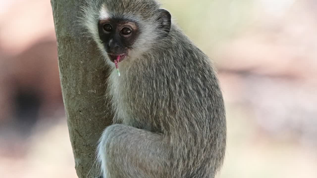 A cute baby Vervet Monkey with something in it's mouth, up a tree, looking at the camera