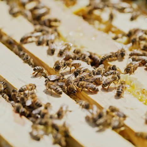 close-up of honey bees. frames of a beehive. bees turn nectar into honey.