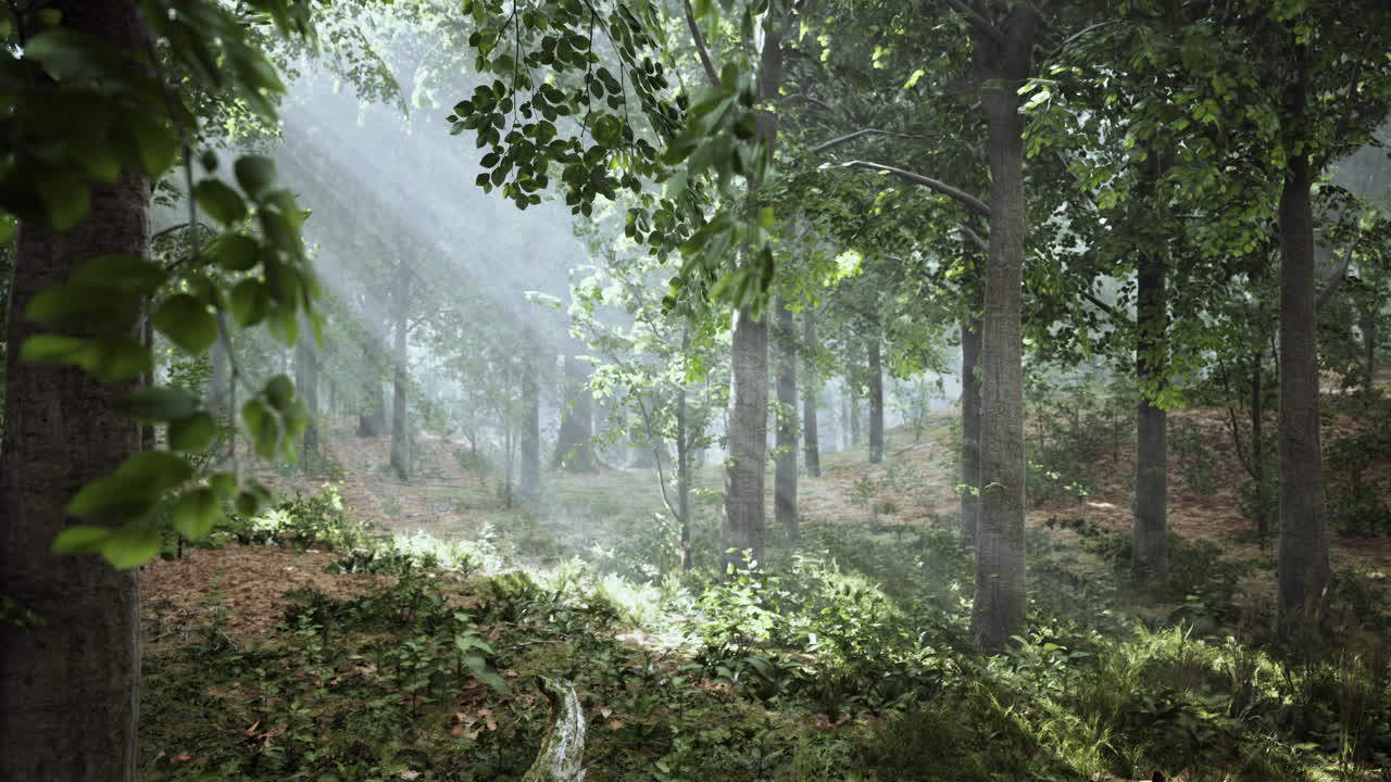 자연에서 빛나는 빛