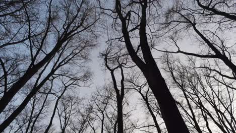 La-Vista-Anterior-De-árboles-Altos-En-El-Bosque-Durante-El-Invierno---Primer-Plano