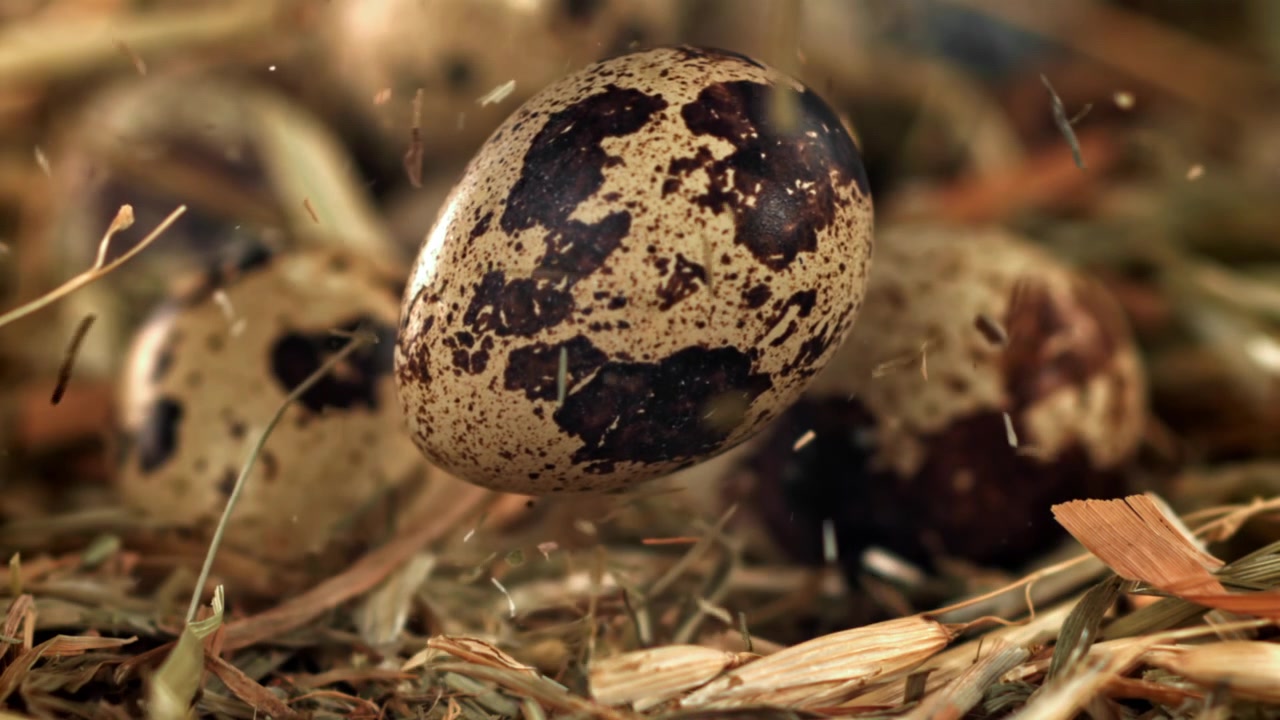 Slow Motion of a Speckled Quail Egg Falling into a Hay Nest