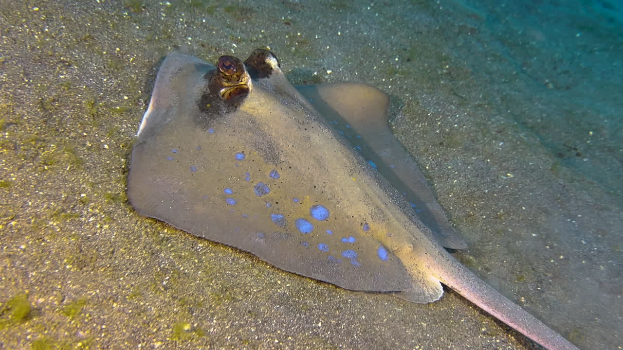 바다 바닥 근처에서 먹이를 찾는 파란 반점이 있는 스팅레이