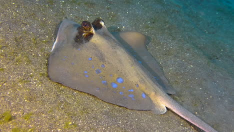 blue-spotted stingray close to seabed searching for food